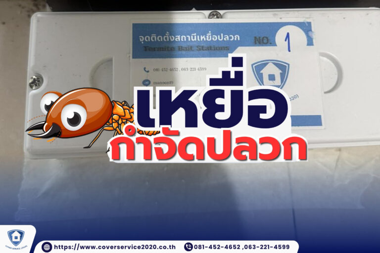 เหยื่อกำจัดปลวกเหยื่อกำจัดปลวกวิธีควบคุมปลวกอย่างปลอดภัยและมีประสิทธิภาพ